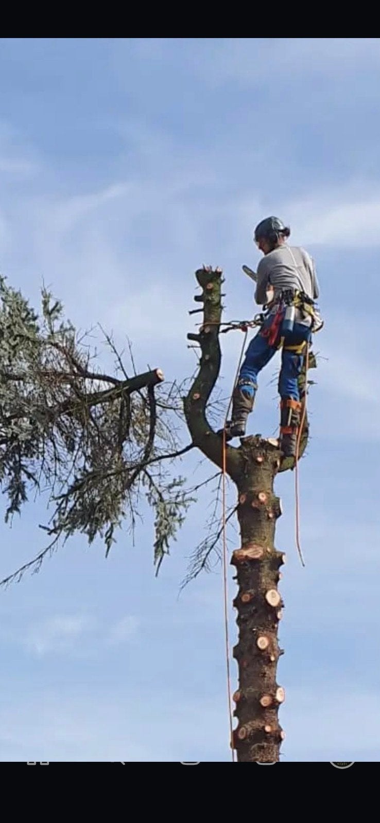 Bomen kappen, snoeien, klimwerkzaamheden, nestkasten