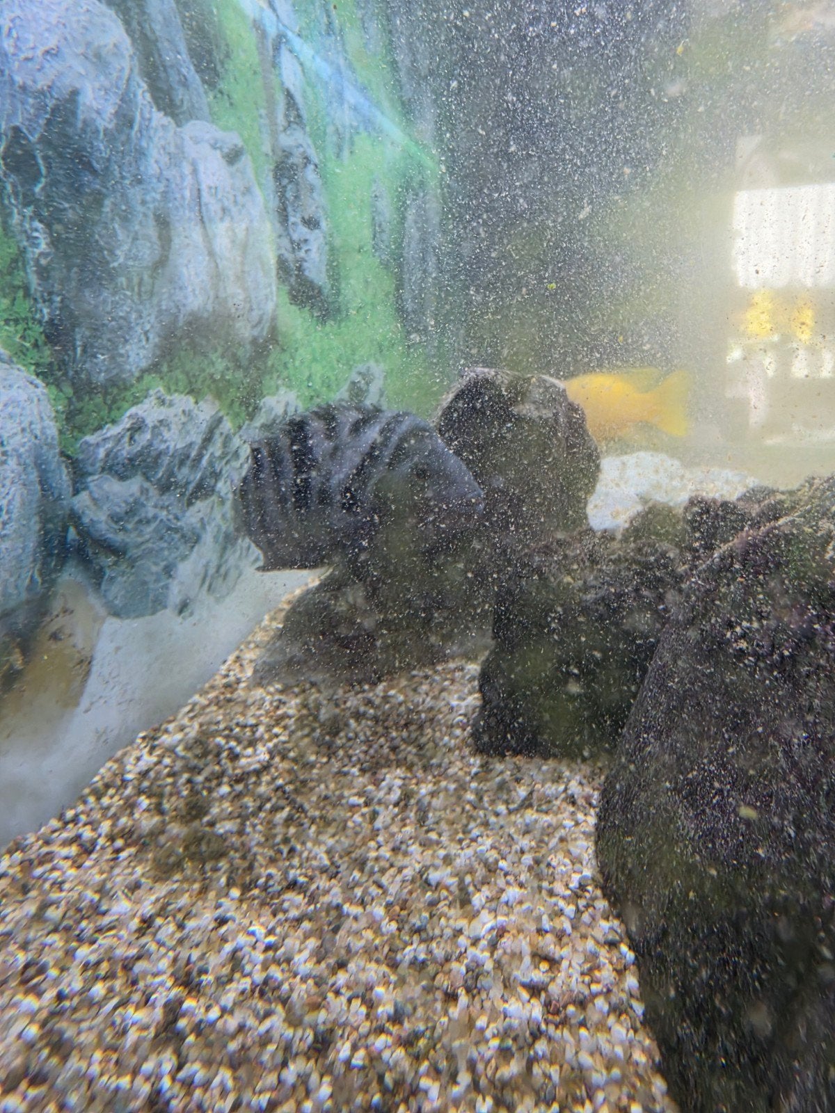 cichlide vissen 2 stuks moet nu weg, Dieren en Toebehoren