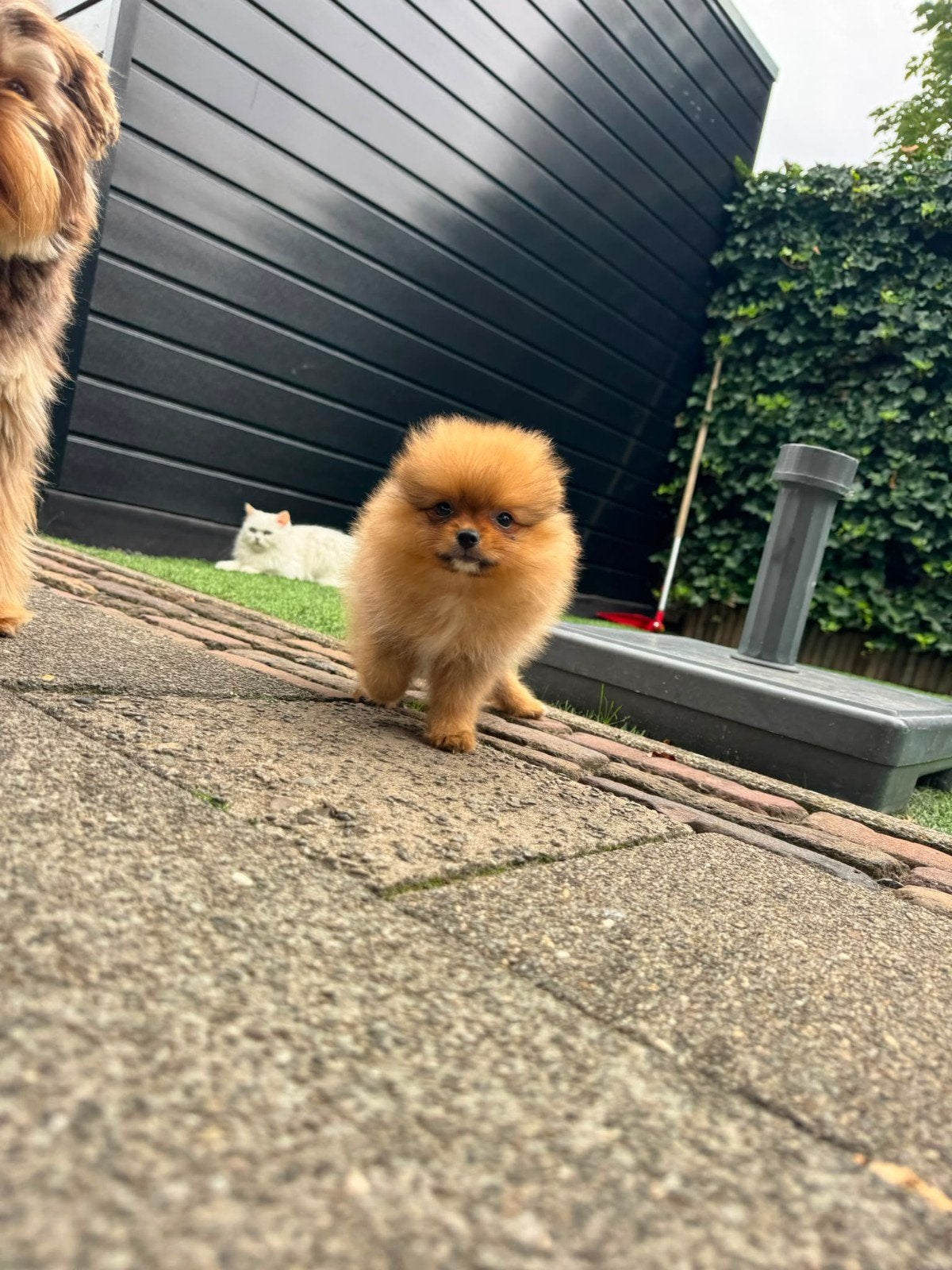 pomeriaan pup, Particulier, Keeshond, 15 weken tot 1 jaar, Buitenland
