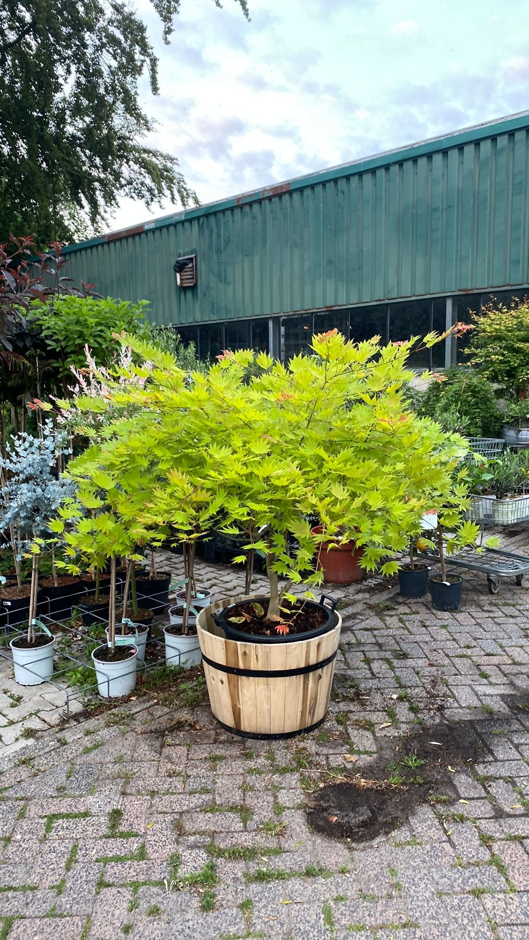 Japanse esdoorn 'Moonrise' - met houten wijnvat, Vaste plant, Bloeit niet, Halfschaduw, Ophalen