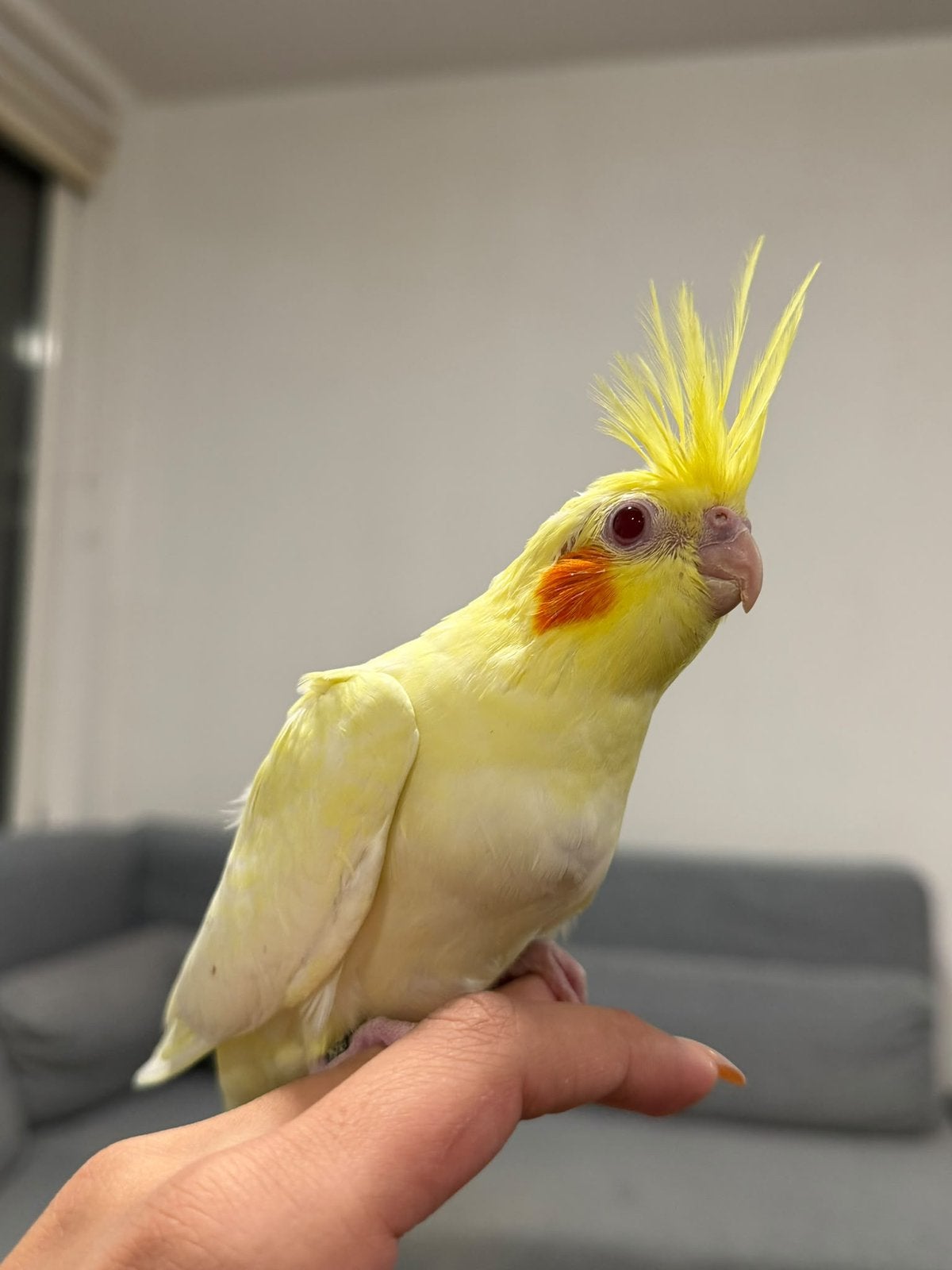 Super tamme baby valkparkieten., Dieren en Toebehoren, Meerdere dieren, Parkiet, Tam