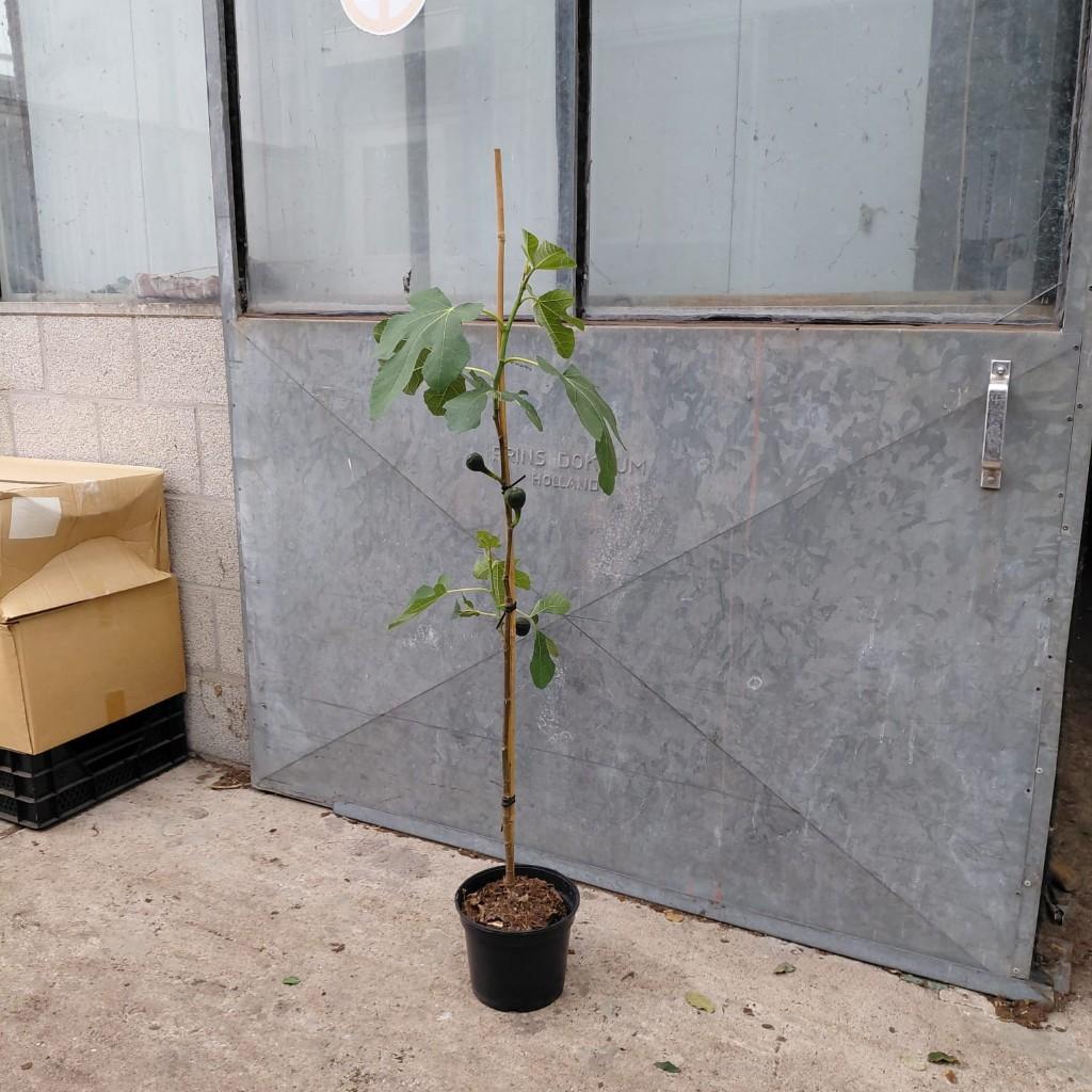 Vijgenboom | Ficus carica 'Brown turkey' 80cm hoog, Tuin en Terras, Planten | Tuinplanten, Overige soorten, Volle zon, Ophalen of Verzenden