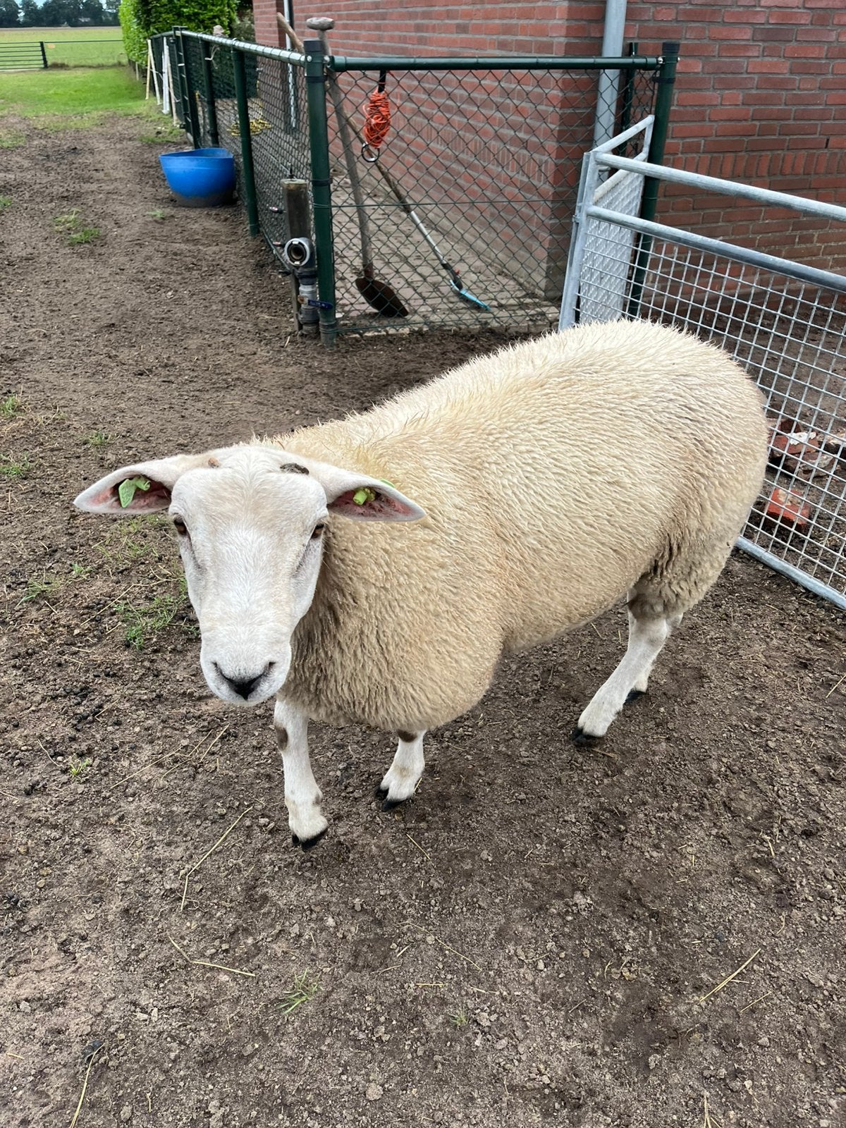 Schapen, Mannelijk, Schaap