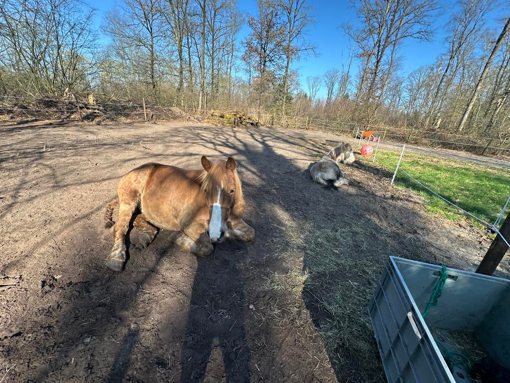 Rustige sociale ruin gezocht, Dieren en Toebehoren, Stalling en Weidegang, Weidegang, 1 paard of pony
