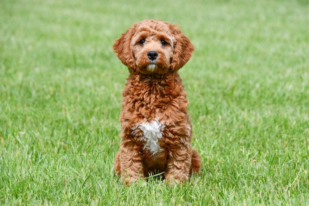 Cavapoo dekreuen, Reu, 1 tot 2 jaar, Buitenland, Parvo