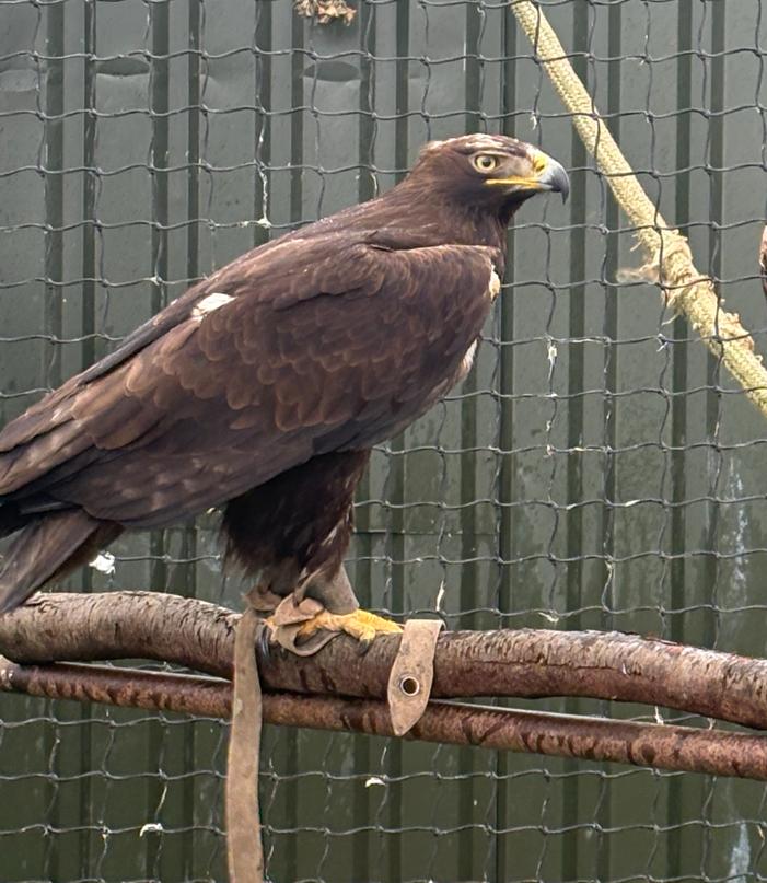 Steen x steppearend tarsel, Mannelijk, Roofvogel, Geringd