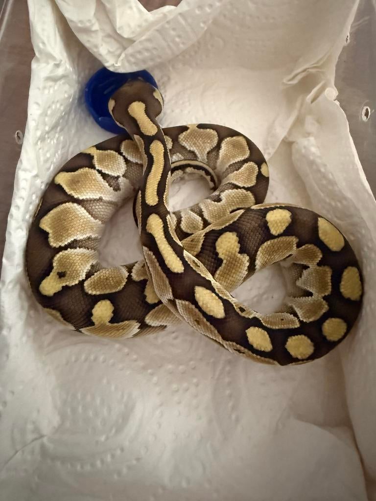 Jonge Pythons Regius /Ball Python  / Koningspython man/vrouw, Dieren en Toebehoren, Reptielen en Amfibieën, Slang, 0 tot 2 jaar