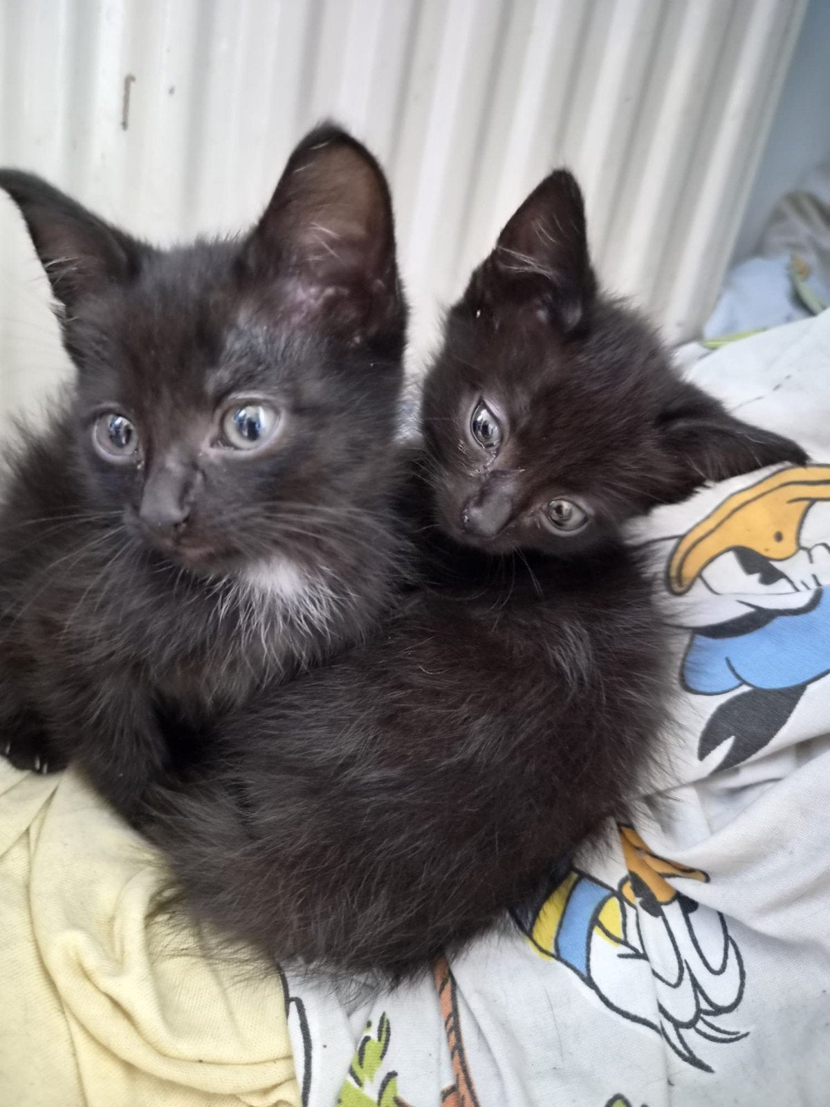2 leuke kittens te koop, Poes, Kortharig, 0 tot 2 jaar