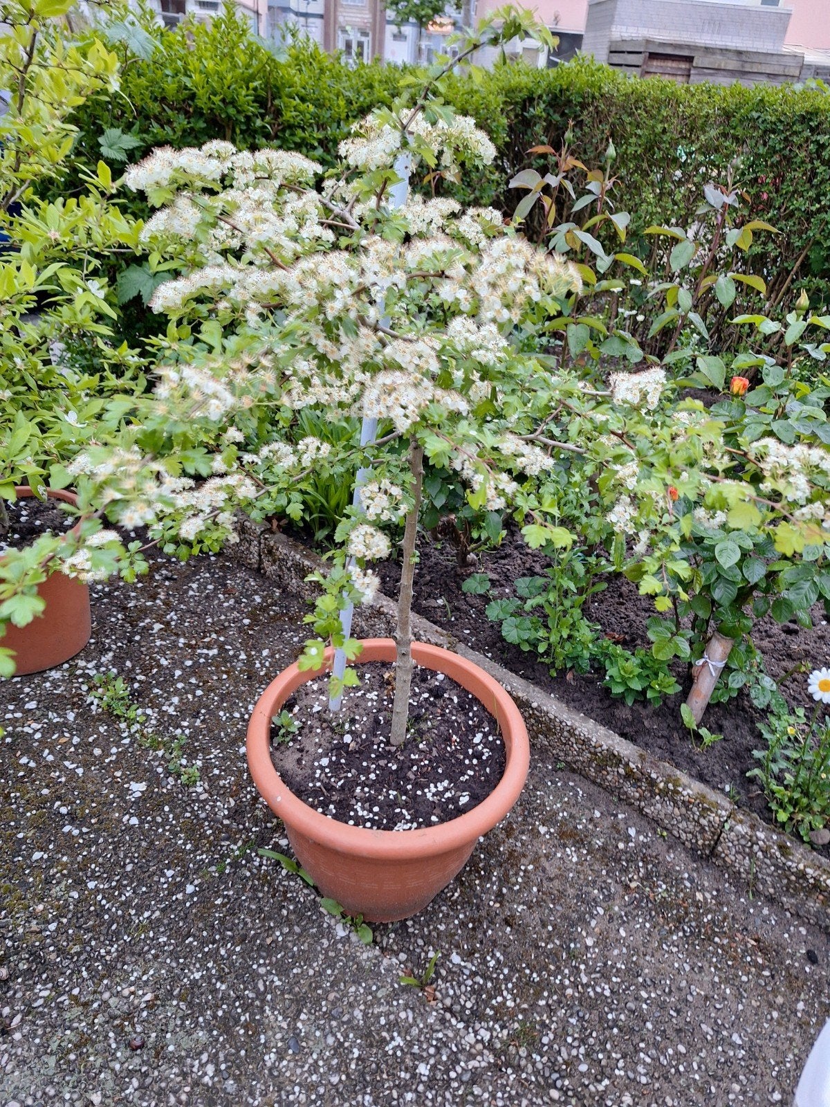 Meidoorn (Crataegus) in pot - Bloeiende struik, Tuin en Terras, Ophalen, Overige soorten, Volle zon