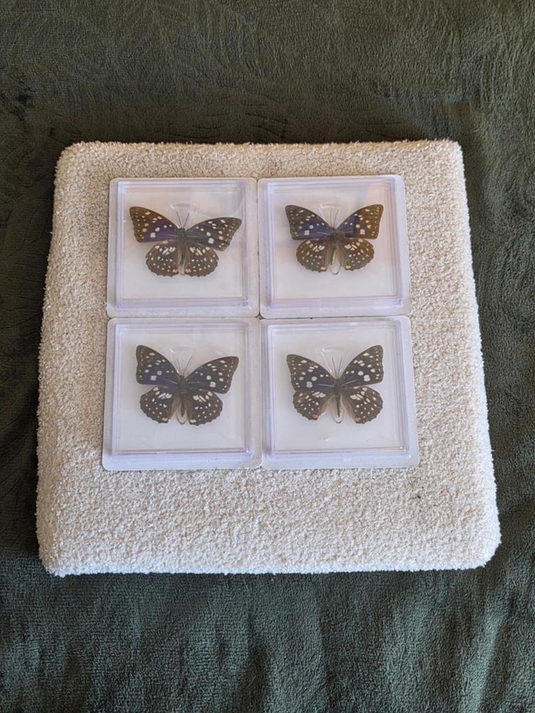 Set van 4 Echte Grote Paarse Keizerling Vlinders, Ophalen of Verzenden