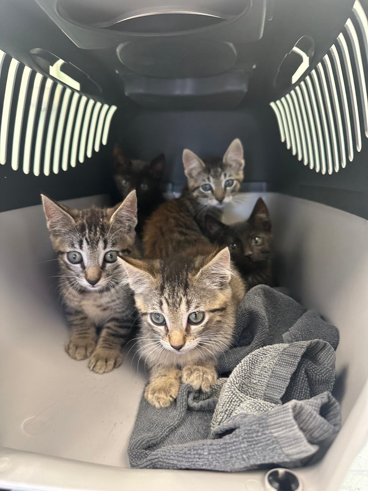Prachtig cyperse en zwarte kittens. Al gevaccineerd!, Dieren en Toebehoren, Katten en Kittens | Overige Katten, Meerdere dieren