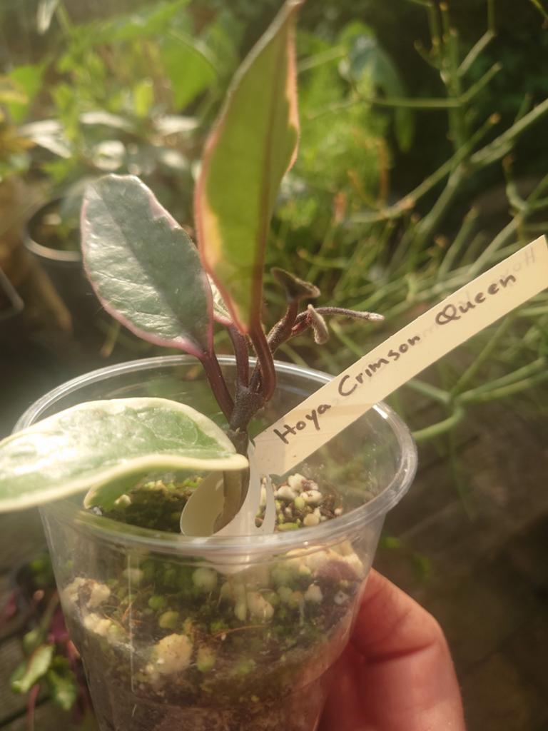 Hoya carnosa Krimson Queen , wasbloem gewortelde stek, Huis en Inrichting, Ophalen of Verzenden, Halfschaduw, Minder dan 100 cm
