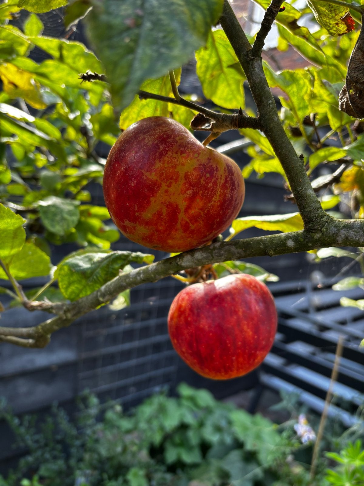 Appelboom met heerlijke rode appels, Overige soorten, Lente, 250 tot 400 cm, Ophalen
