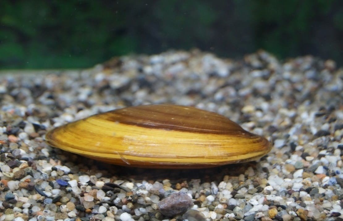 Zoetwatermosselen voor aquarium of vijver.