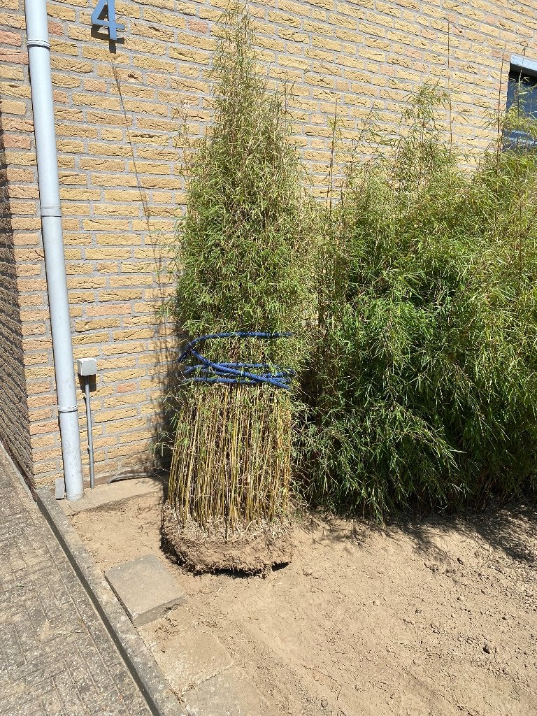 Niet woekerende bamboe, Tuin en Terras, Planten | Tuinplanten, Vaste plant, Bloeit niet, Halfschaduw, Ophalen