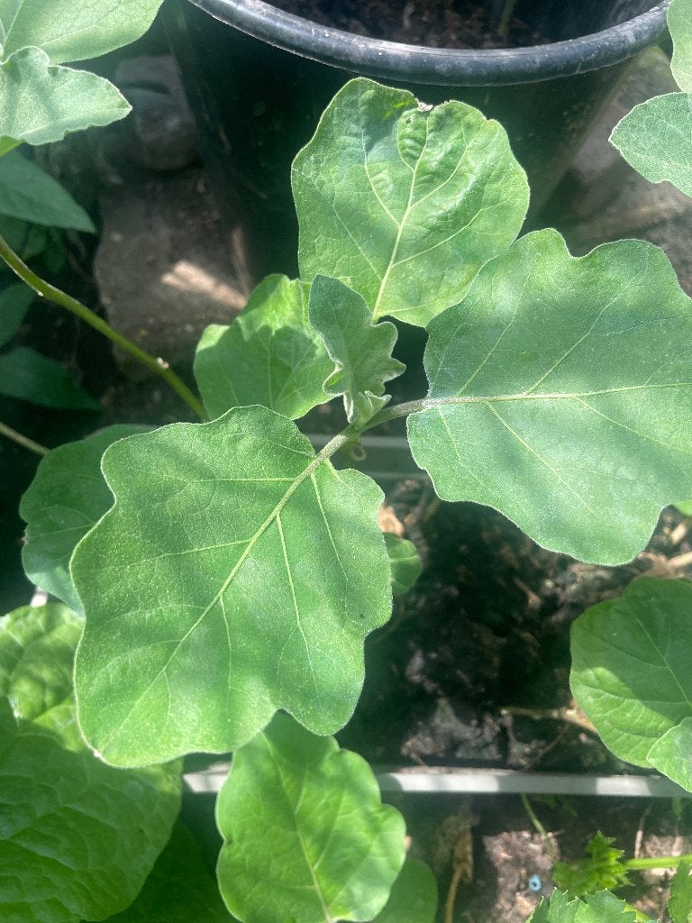 Authentieke Surinaamse boulangerplanten 3,50, Tuin en Terras, Planten | Tuinplanten, Ophalen of Verzenden, Eenjarig, Groenteplanten