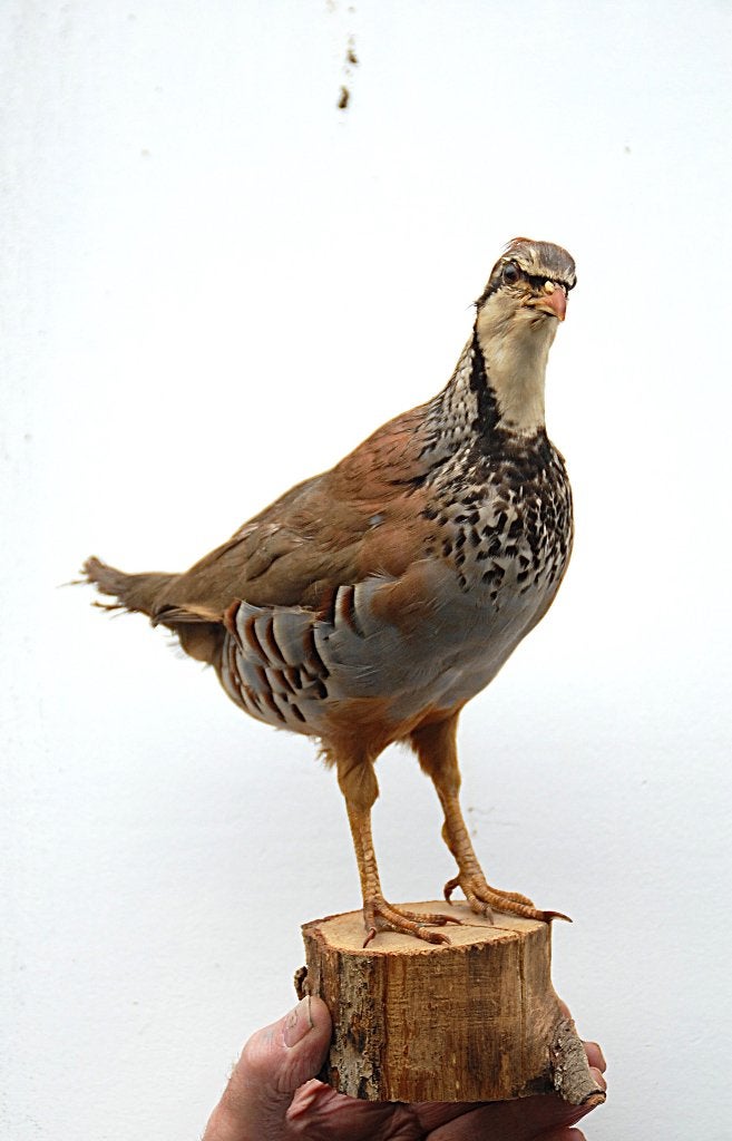 opgezette vogel, Ophalen of Verzenden, Zo goed als nieuw, Vogel, Opgezet dier