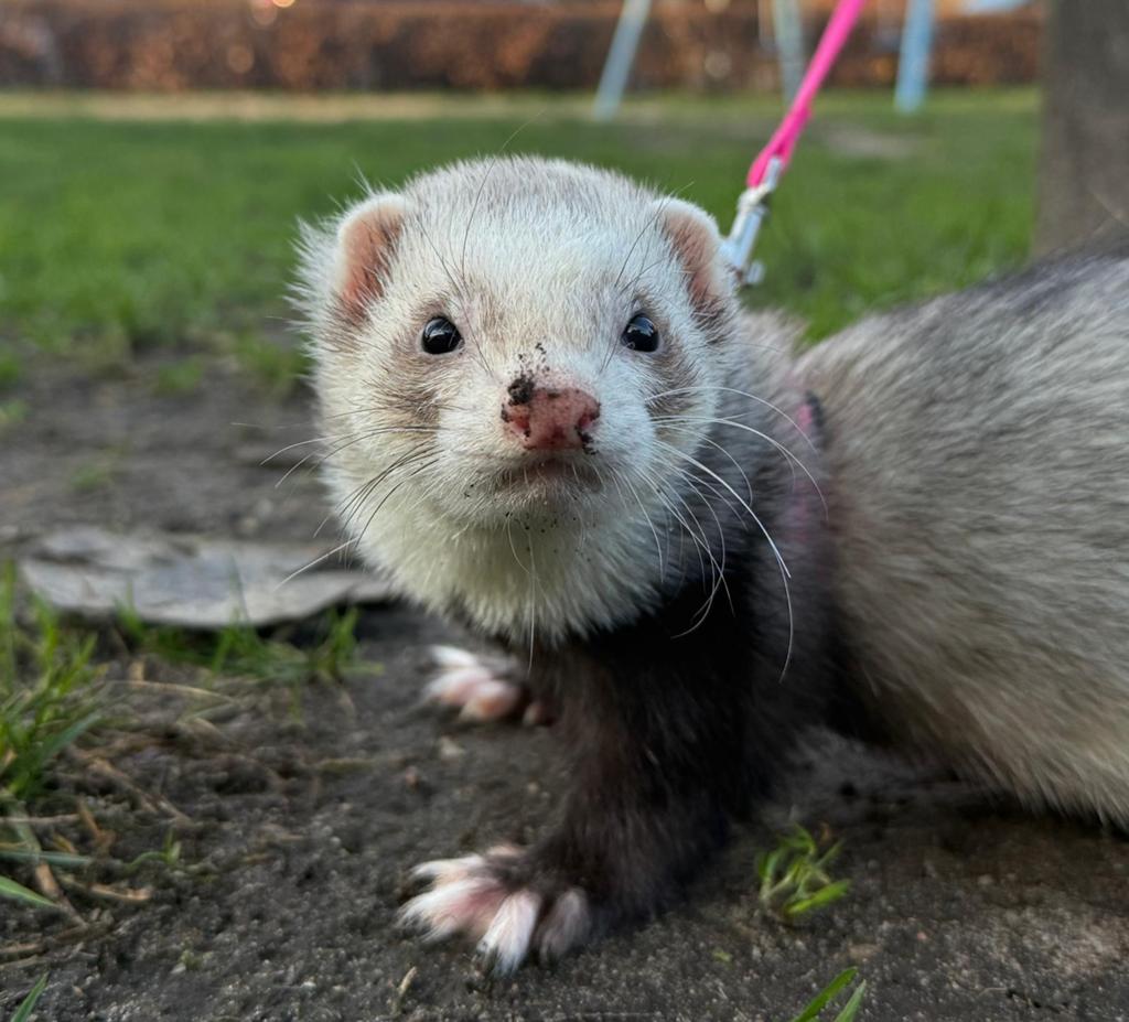 Gezocht: een gouden mandje voor 4 fretten, Januari, Meerdere dieren