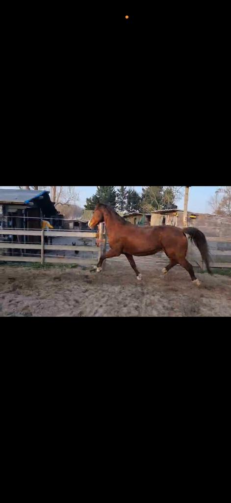 Paard en ponys, Meerdere dieren, B pony (1.17m tot 1.27m), 0 tot 2 jaar