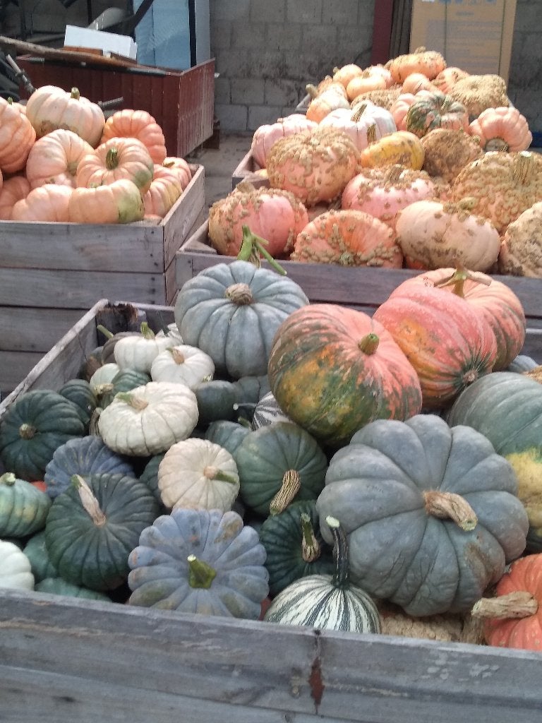 Te koop diverse pompoenen in allerlei kleuren en maten., Tuin en Terras, Nieuw, Ophalen of Verzenden, Nvt, Nvt