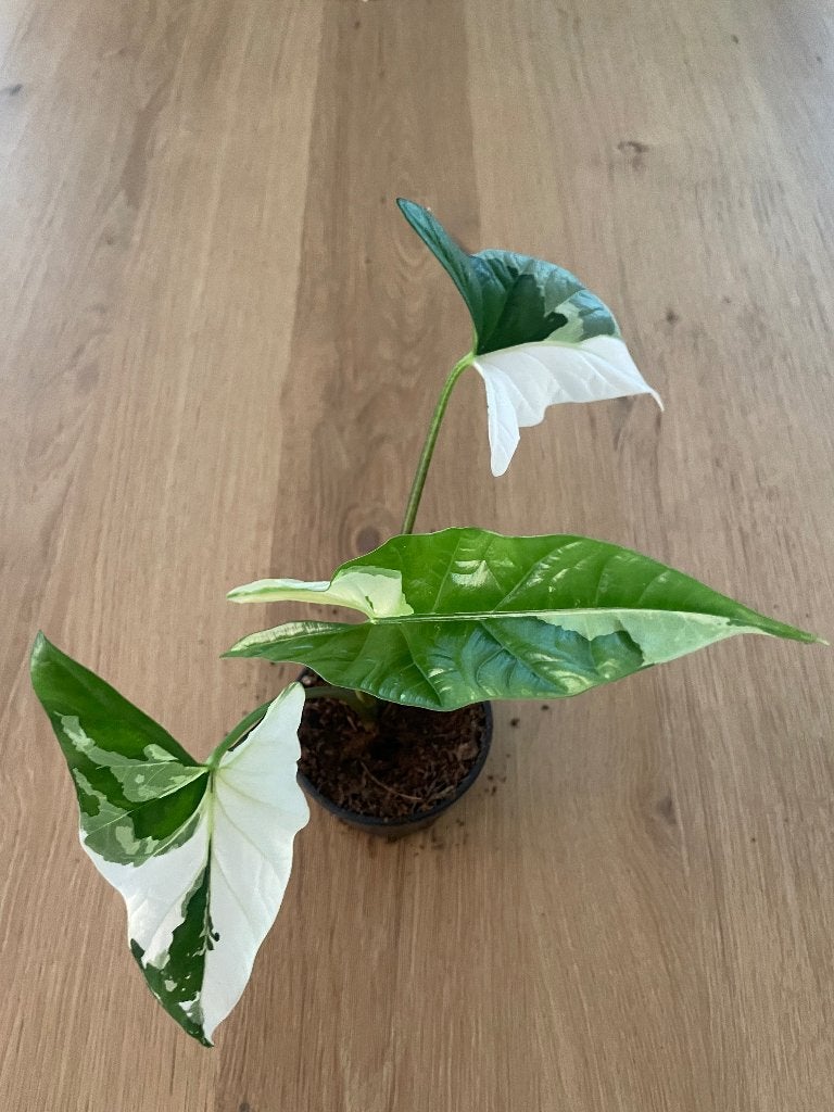 alocasia simpo albo variegata, Huis en Inrichting, Overige soorten, In pot, Minder dan 100 cm, Groene kamerplant