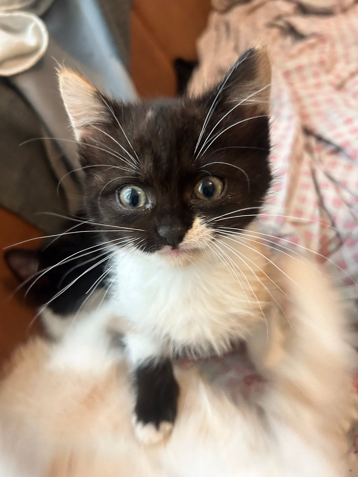 Ragdol x European Shorthair, Meerdere dieren
