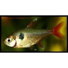 Megalamphodus roseus / Gele Fantoomzalm - Koidream Valburg, Vis, Zoetwatervis