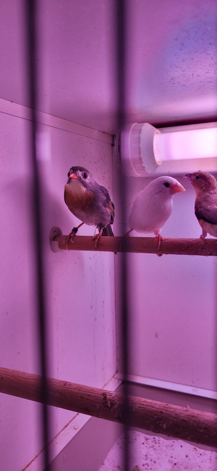 Japanse nachtegaal .ik denk pop, Dieren en Toebehoren, Vrouwelijk, Geringd