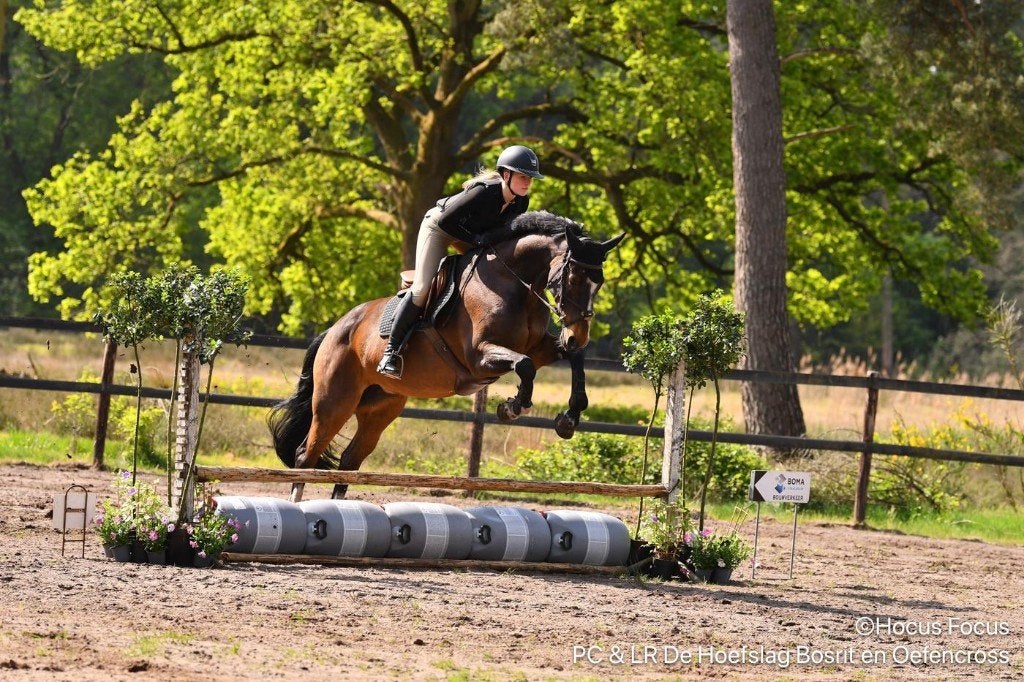 pension stalling beschikbaar, Weidegang, 2 of 3 paarden of pony's