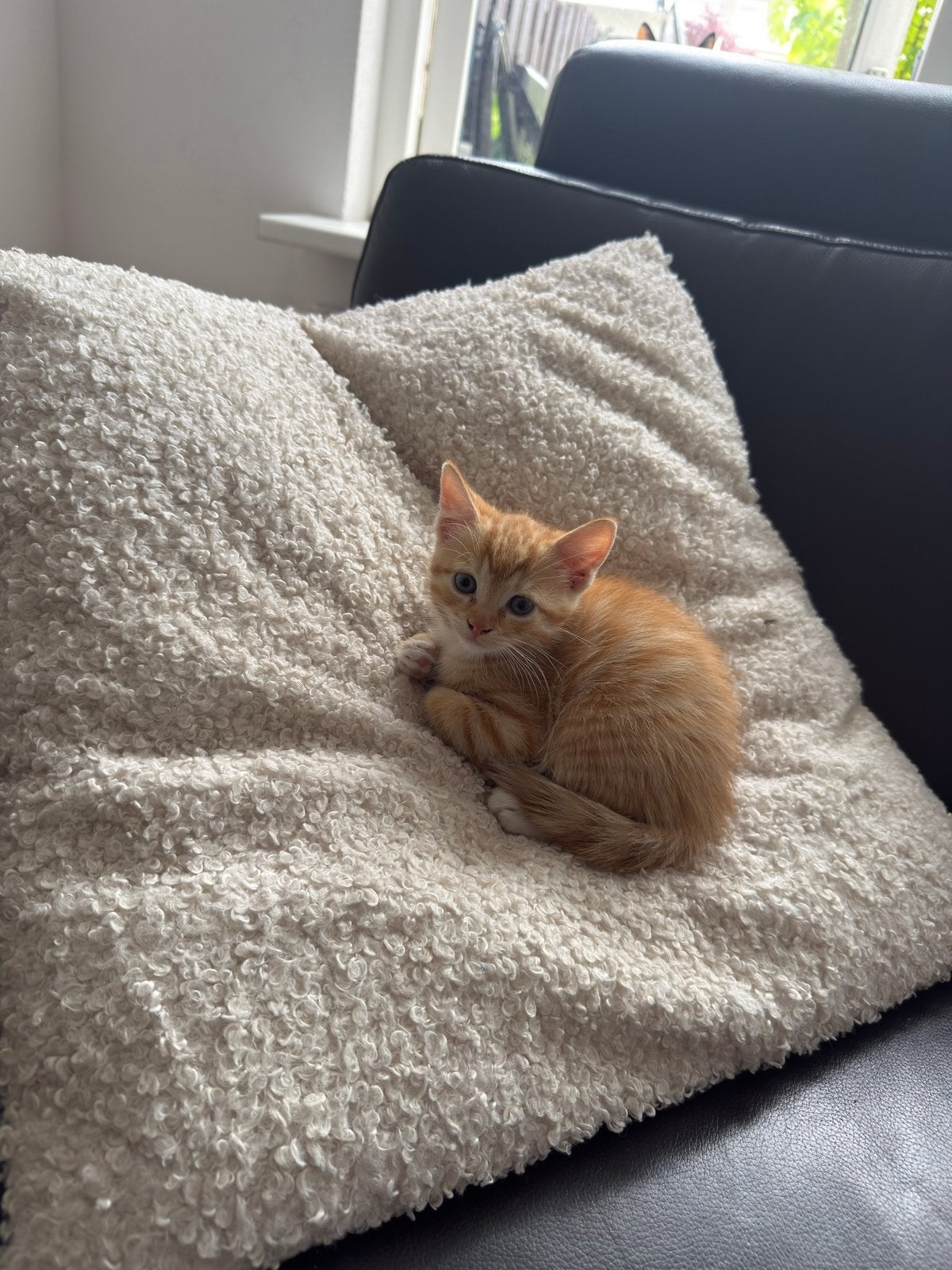 2 kittens zoeken een nieuwe huisje, Kater, Kortharig, 0 tot 2 jaar
