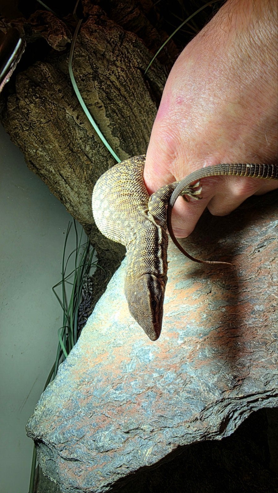 Varanus Acanthurus  5x inclusief Terrarium Monitor Lizard photo 8