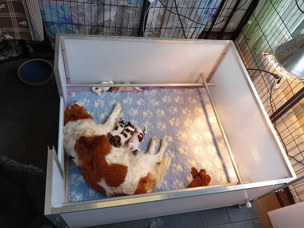 Werpkist, Dieren en Toebehoren, Ophalen, Zo goed als nieuw, Overige typen