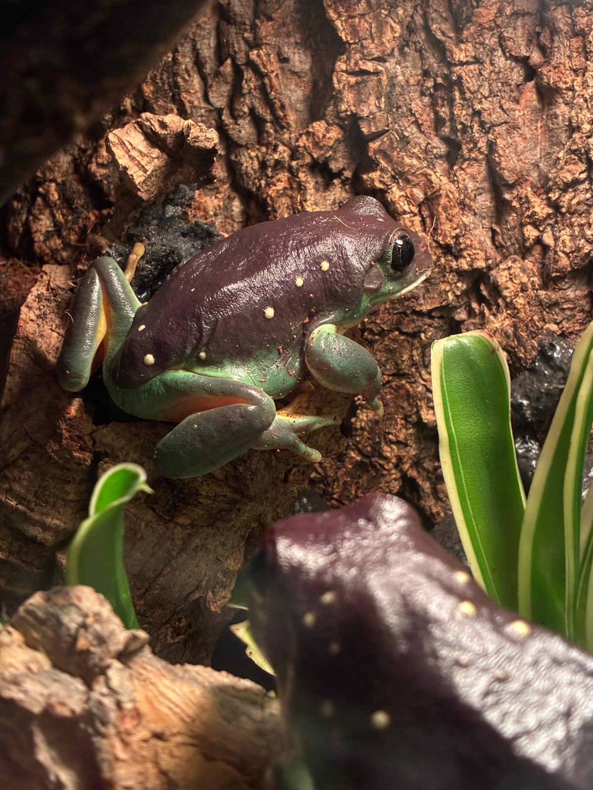 Pachymedusa dacnicolor Mexican leaf frog Frog - unknown for sale from Melle