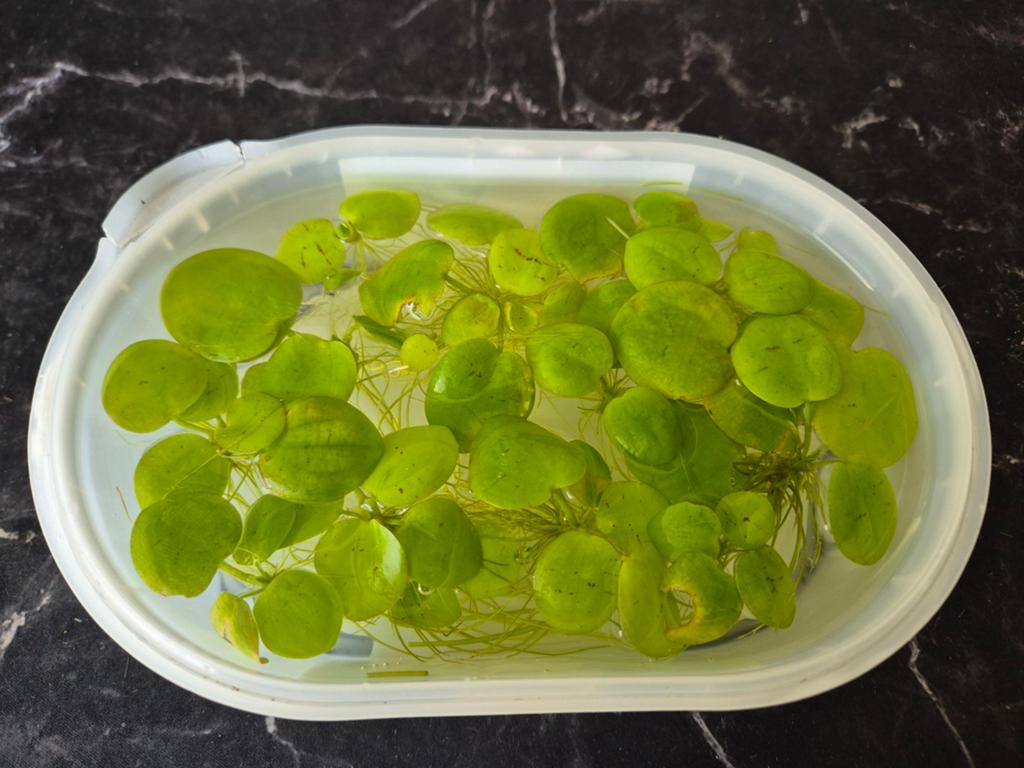 Aquarium drijfplanten "amazone kikkerbeet", Ophalen of Verzenden, Nieuw, Plant(en), Steen of Hout