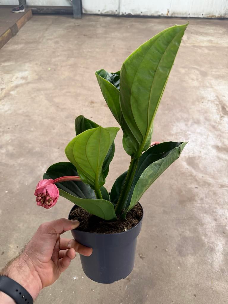 Medinilla magnifica Flamingo - Pot 17 cm, Huis en Inrichting, Kamerplanten, Overige soorten, Minder dan 100 cm, Bloeiende kamerplant