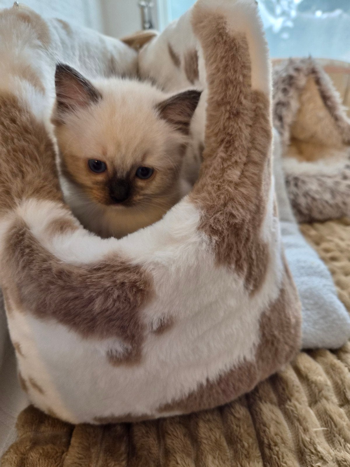 Mooie Ragdoll kitten zoekt een gouden mandje, Kater, Gechipt