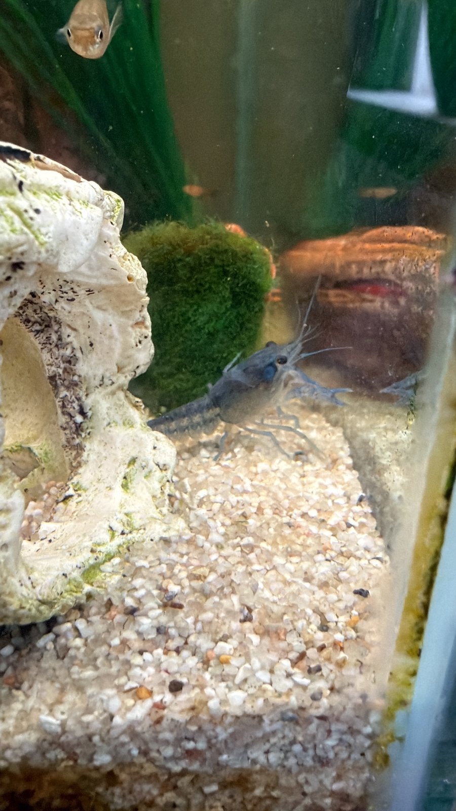 Jonge blauwe florida kreeften, Vis