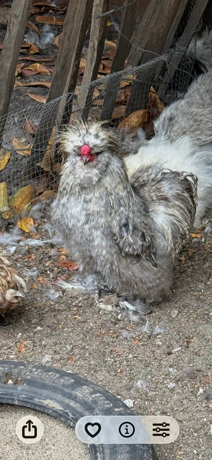 Haan, Dieren en Toebehoren, Pluimvee, Mannelijk, Kip