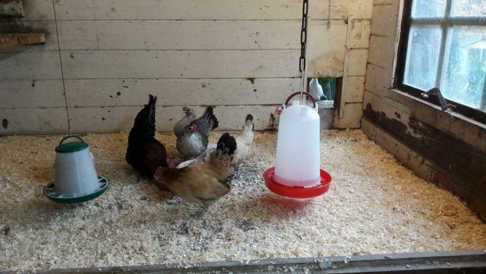 Krielkippen: Serama kriel en Java kriel en Hollandse kriel., Dieren en Toebehoren, Vrouwelijk, Kip