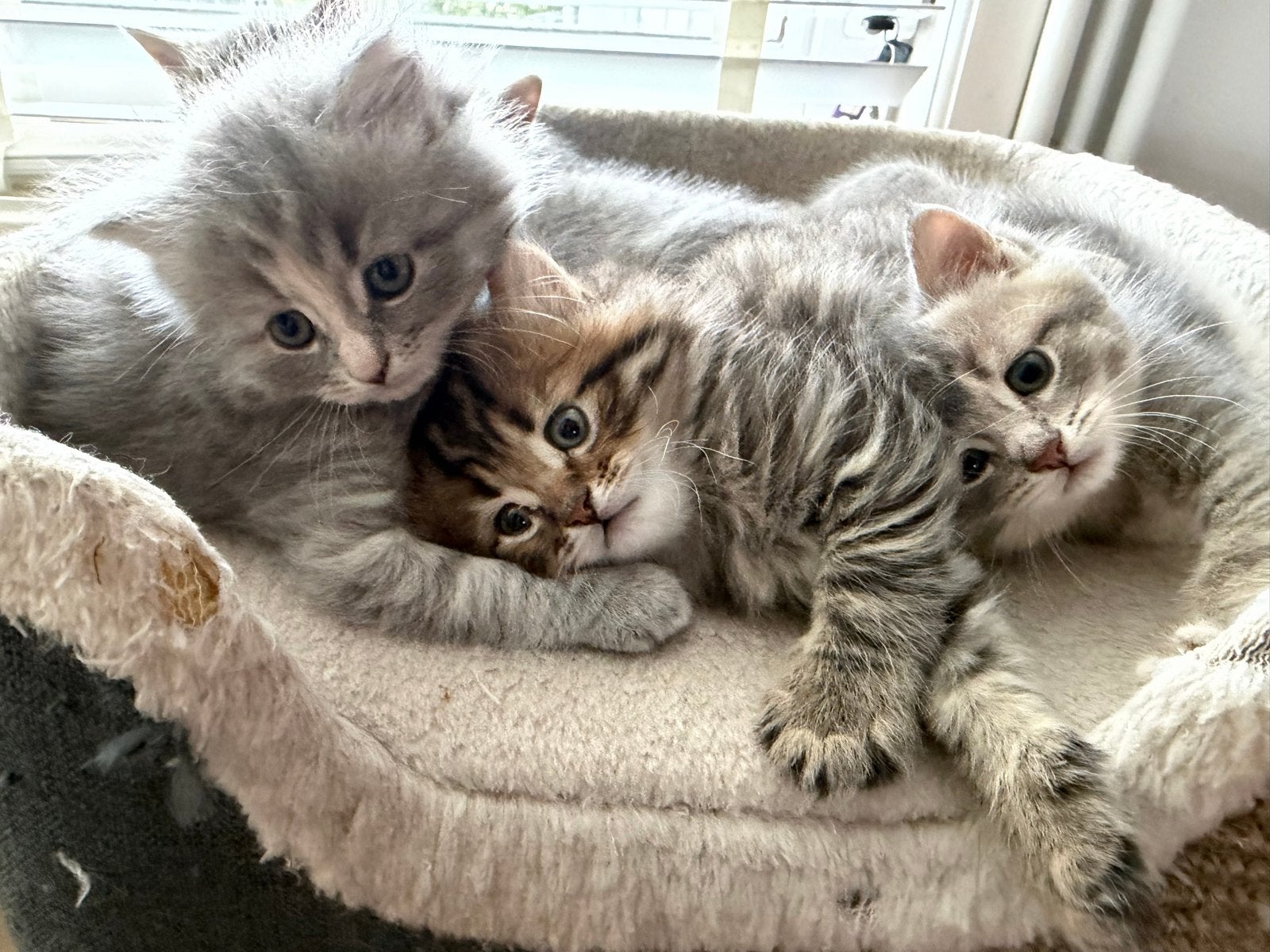 Kittens Britse korthaar x Europese korthaar incl vacc en DA, Meerdere dieren, Kortharig, 0 tot 2 jaar