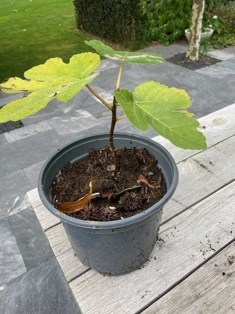 vijg, vijgenboom, vijgenplant, vijgenstruik, Minder dan 100 cm, Volle zon, In pot, Ophalen of Verzenden