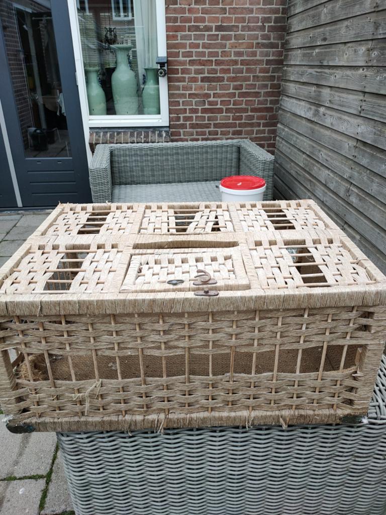 Duive mand te koop, Dieren en Toebehoren, Vogels | Duiven, Mannelijk