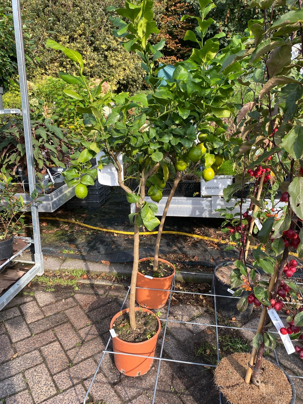 Citroenboom 'Limone' - Verse Citroenen uit Eigen Tuin, Ophalen, Lente, Volle zon, In pot