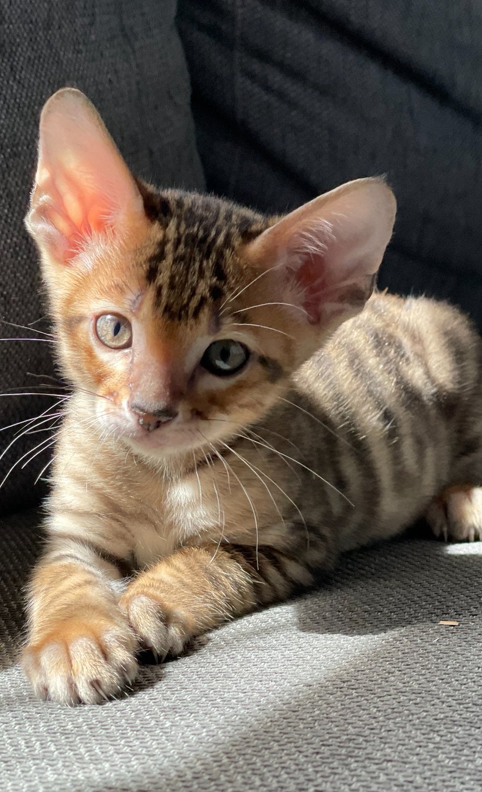 Prachtige Toyger kittens, Meerdere dieren, Met stamboom, 0 tot 2 jaar