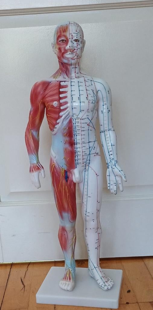 Mannelijke acupunctuur pop 60 cm, Ophalen