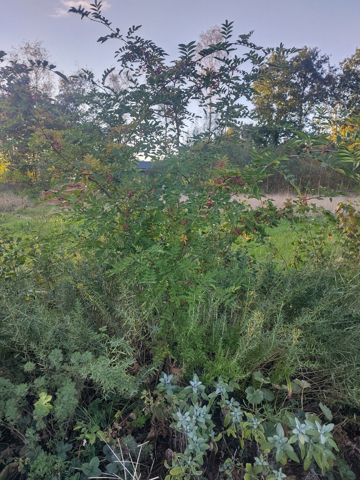 Szechuan Pepers Struiken groot, Ophalen, Volle zon, Overige soorten, 100 tot 250 cm