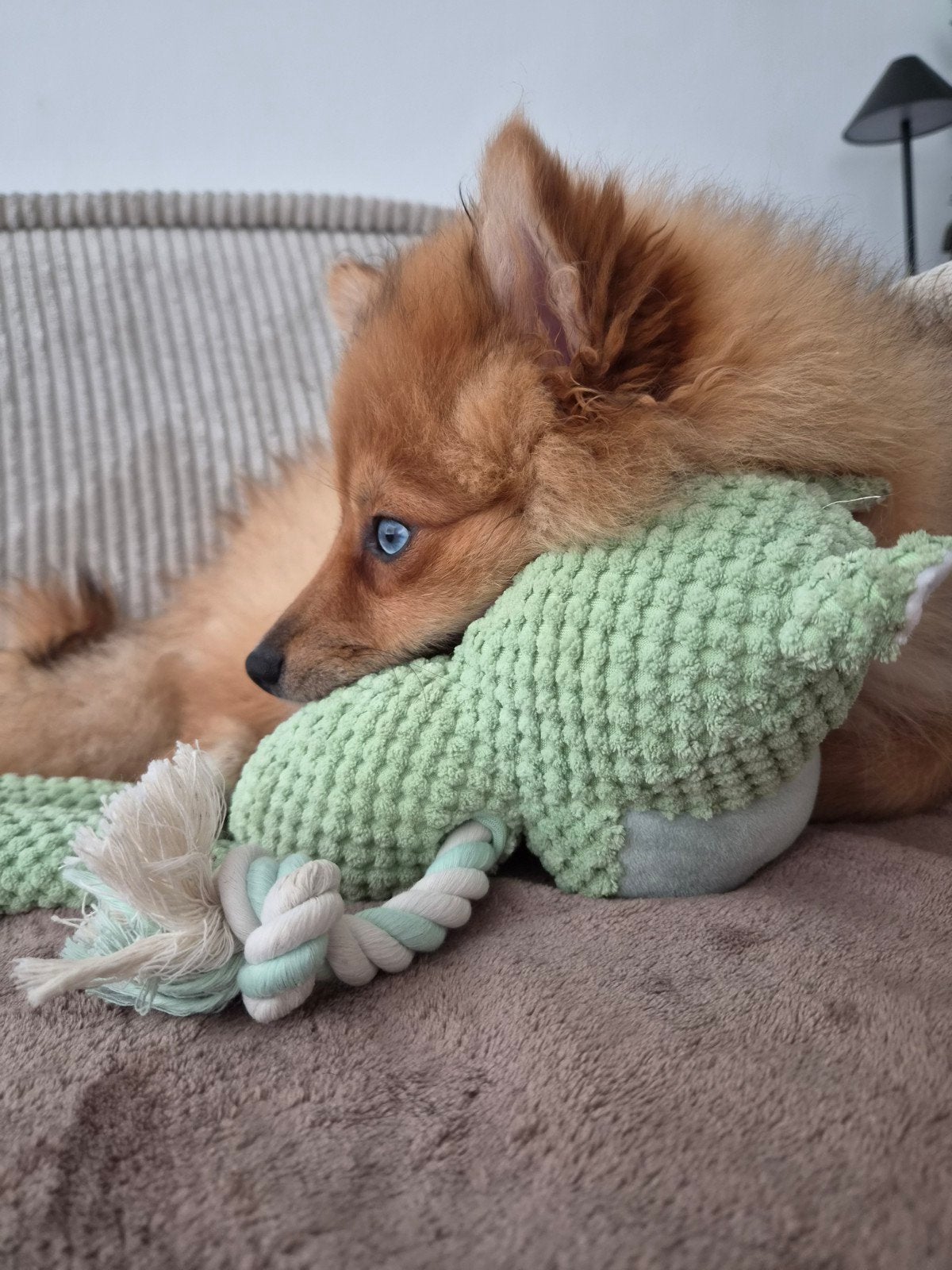 Pomsky Pup 6 maanden oud, 15 weken tot 1 jaar, CDV (hondenziekte), Eén hond, Nederland