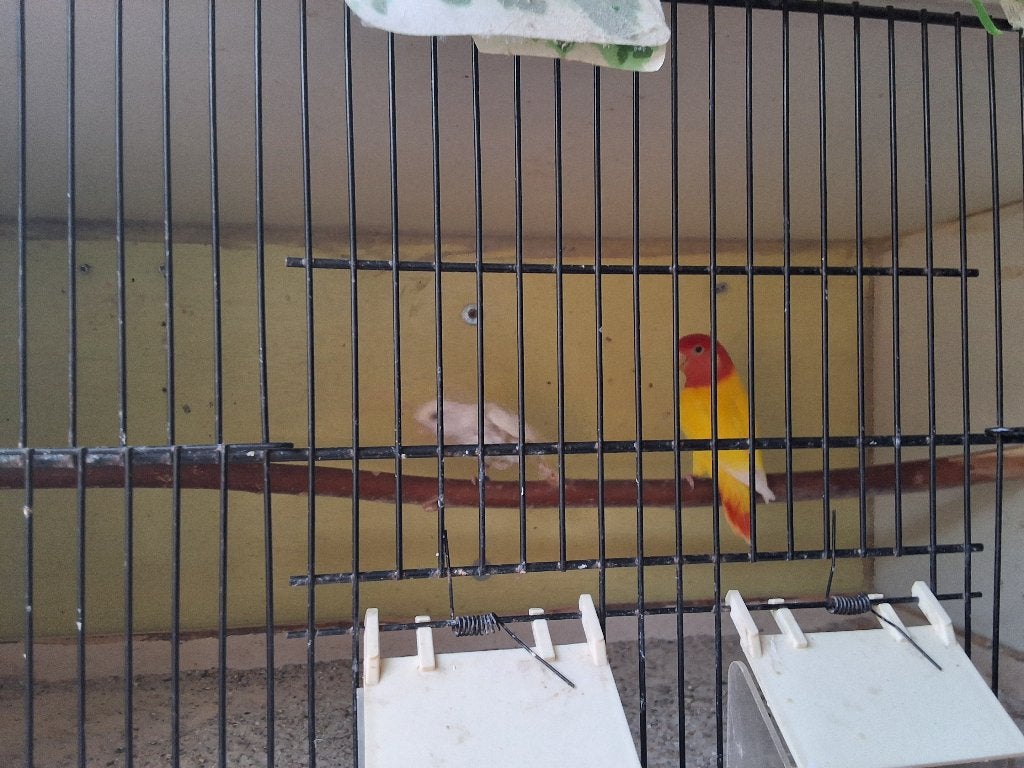 Te koop 2 agapornis, Dieren en Toebehoren, Vogels | Parkieten en Papegaaien, Geslacht onbekend, Dwergpapegaai of Agapornis