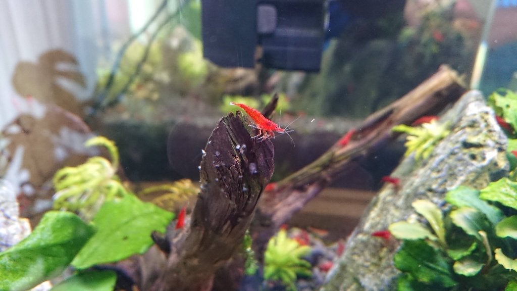 High grade Bloody Mary Neocaridina garnalen, Kreeft, Krab of Garnaal, Zoetwatervis