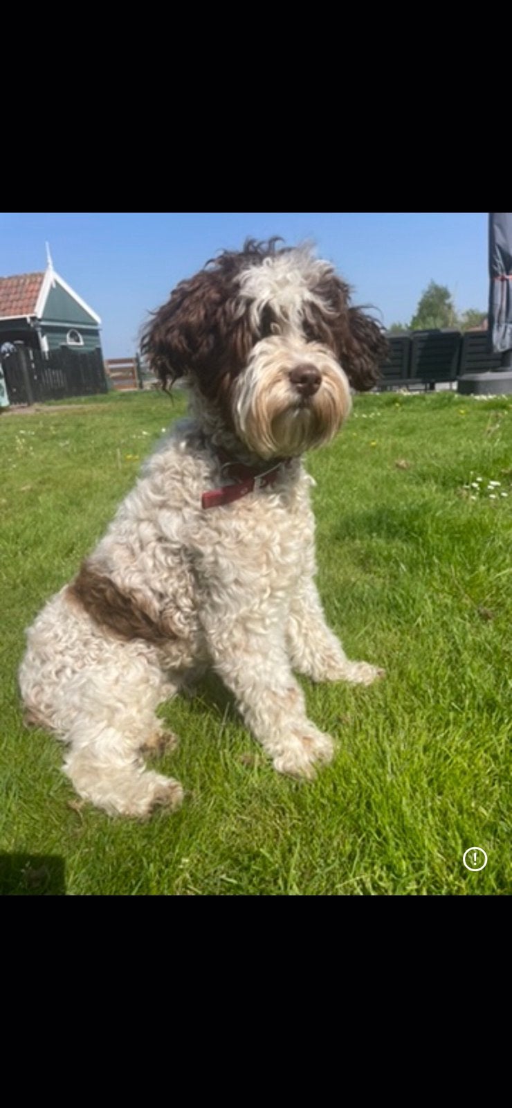 Labradoodle herplaatser, Overige rassen, CDV (hondenziekte), Teef, Eén hond